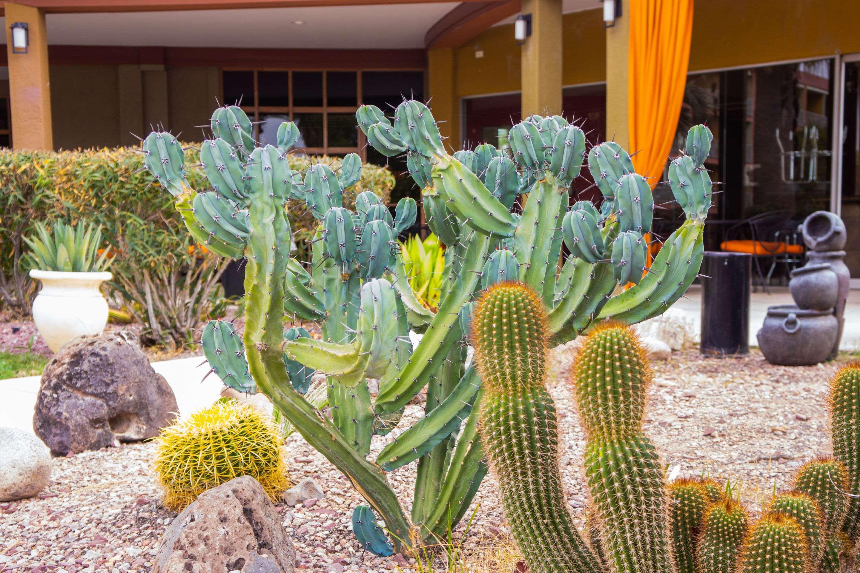 Hotel Tucson City Center, An Ascend Hotel Collection Member Esterno foto